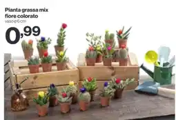In'S Mercato Pianta grassa mix fiore colorato offerta