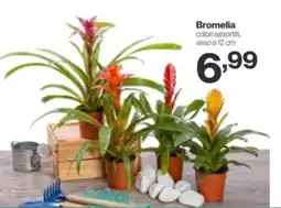 In'S Mercato Bromelia offerta