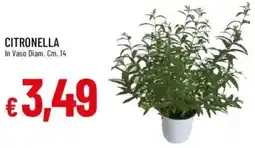 Galassia Citronella offerta