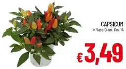 Galassia Capsicum offerta