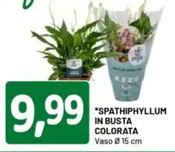 DPiù Spathiphyllum in busta colorata offerta