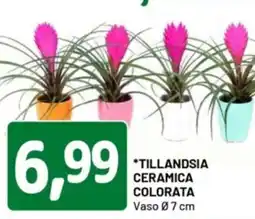 DPiù Tillandsia ceramica colorata offerta