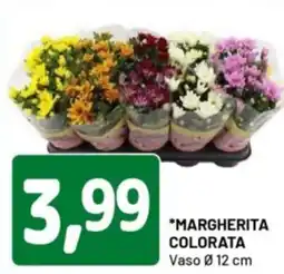 DPiù Margherita colorata offerta