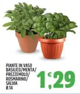 Ard Discount Piante in vaso basilico/menta/ prezzemolo rosmarino salvia offerta