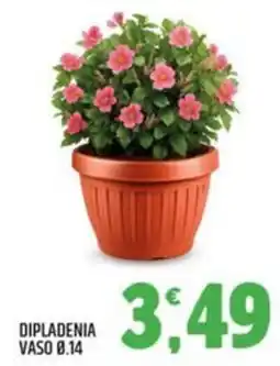 Ard Discount Dipladenia offerta