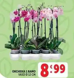 Deco Supermercati Orchidea 1 ramo offerta