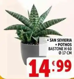 Deco Supermercati San sevieria pothos offerta