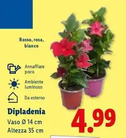 Lidl DIPLADENIA offerta