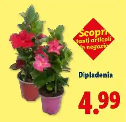 Lidl DIPLADENIA offerta
