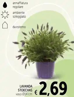 Spazio Conad Lavanda stoechas offerta