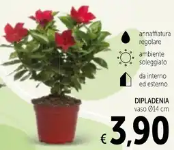 Spazio Conad Dipladenia offerta
