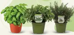 Spazio Conad Piante aromatiche offerta
