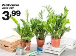 In'S Mercato Zamioculcas offerta
