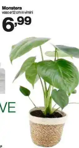 In'S Mercato Monstera offerta