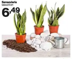 In'S Mercato Sansevieria offerta