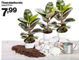 In'S Mercato Ficus elastica mix offerta