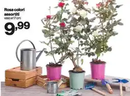 In'S Mercato Rosa offerta