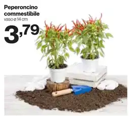 In'S Mercato Peperoncino commestibile offerta