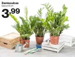 In'S Mercato Zamioculcas offerta