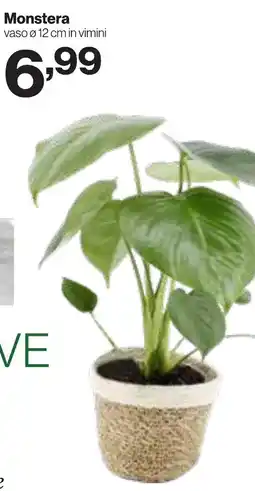 In'S Mercato Monstera offerta