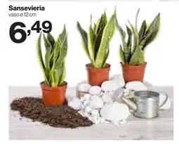 In'S Mercato Sansevieria vaso 12 cm offerta