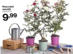 In'S Mercato Rosa colori offerta
