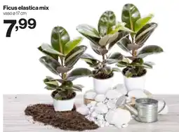 In'S Mercato Ficus elastica mix offerta