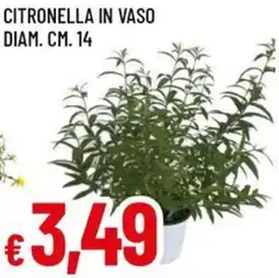 A&O Citronella in vaso diam. cm. 14 offerta