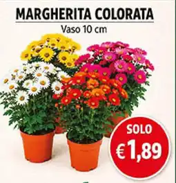 èccoMI Margherita colorata offerta