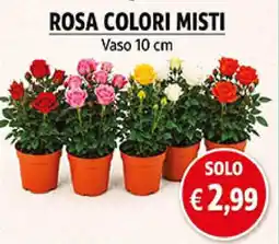 èccoMI Rosa colori misti offerta