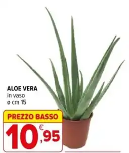Iperal Aloe vera in vaso offerta