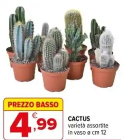 Iperal Cactus offerta