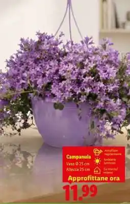 Lidl Campanula offerta