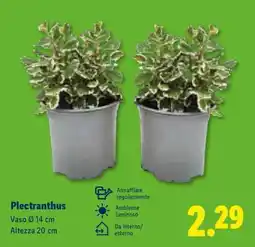 Lidl Plectranthus offerta