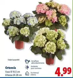 Lidl Ortensia offerta