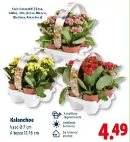 Lidl Kalanchoe offerta