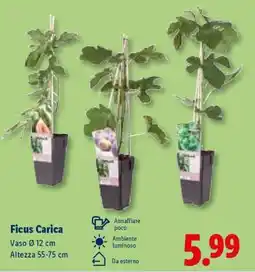 Lidl Ficus Carica offerta