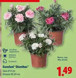 Lidl Garofani “Dianthus” offerta