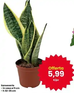 Interspar Sanseveria offerta