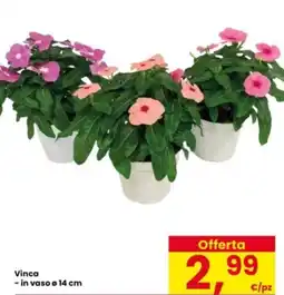 Interspar Vinca offerta