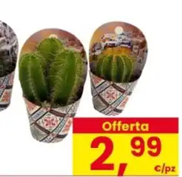 Interspar Cactus Misti con cover offerta