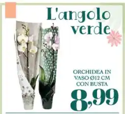 Eurospar ORCHIDEA IN VASO Ø12 CM CON BUSTA offerta
