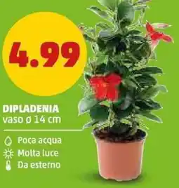 PENNY Dipladenia offerta