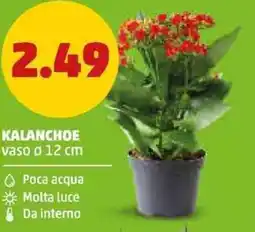 PENNY Kalanchoe offerta