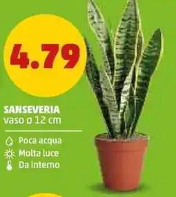 PENNY Sanseveria offerta