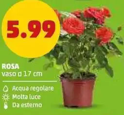 PENNY Rosa offerta