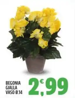Ard Discount Begonia gialla offerta