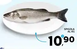 Extra Supermercati Spigola al kg offerta