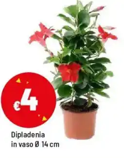 Iper La Grande Dipladenia in vaso Ø 14 cm offerta