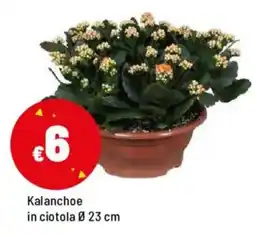 Iper La Grande Kalanchoe in ciotola Ø 23 cm offerta